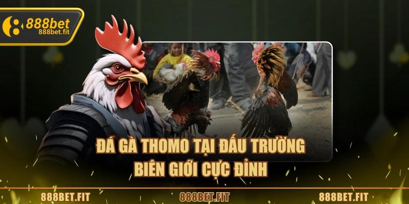 Đá gà Thomo tại đấu trường biên giới cực đỉnh