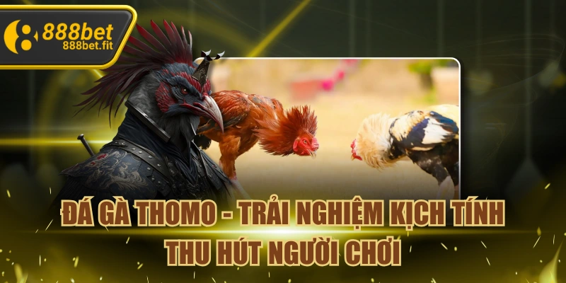 Đá Gà Thomo - Trải Nghiệm Kịch Tính Thu Hút Người Chơi
